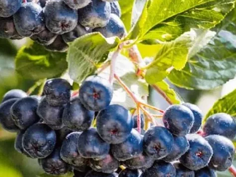 Aronia prunifolia viking ghiveci 12 l - imagine 1