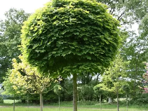 Arțar - acer decorativ 200/250 replantat * - imagine 1