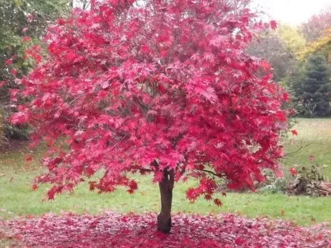 Artar - acer palmatum - imagine 1
