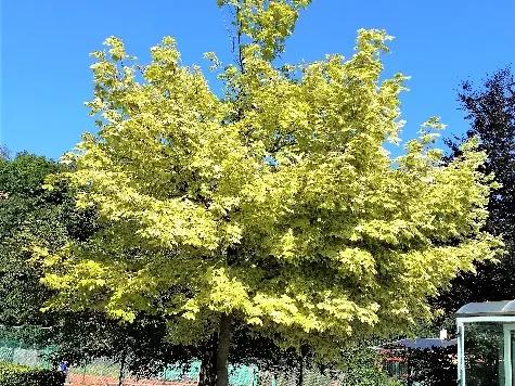 Artar - acer plat drummondii replantat * - imagine 1