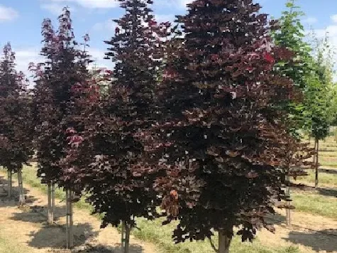 Artar - acer platanoides crimson sentry - 80 cm stem p21 - imagine 1