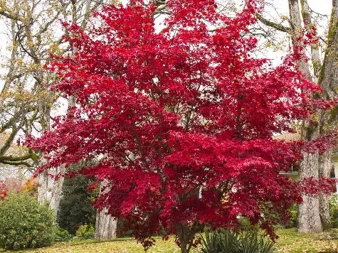 Artar - acer platanoides purple autum 18-20 st - 250cm - imagine 1