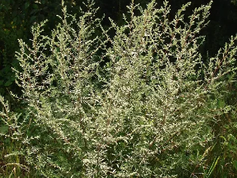 Pelin - artemisa vulgaris - imagine 1
