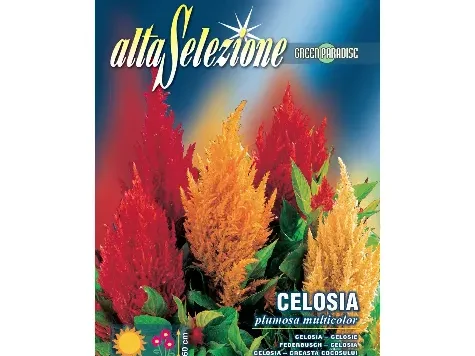 As flori - creasta cocosului plumosa multicolor 1.2 g - imagine 1