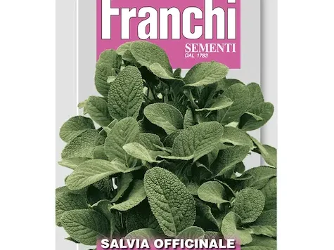 As salvia medicinala - imagine 1