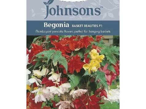 Begonia - basket beauties - imagine 1