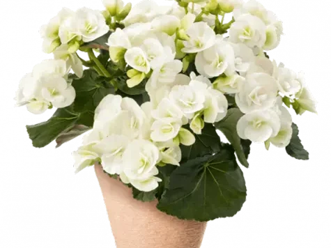 Begonia ghiveci f19 alb - imagine 1