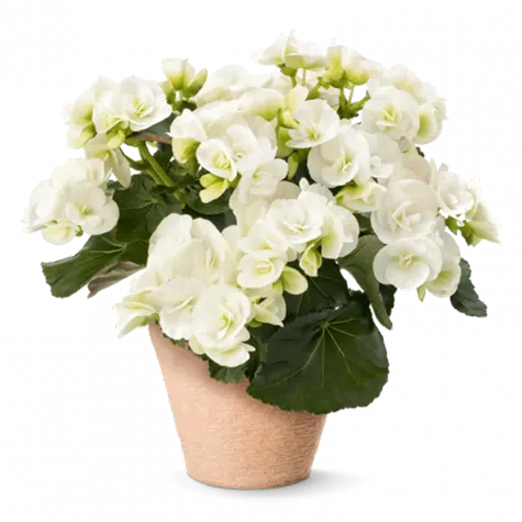 begonia-ghiveci-f19-alb