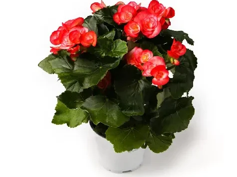 Begonia semperflorens p9 gr - imagine 1