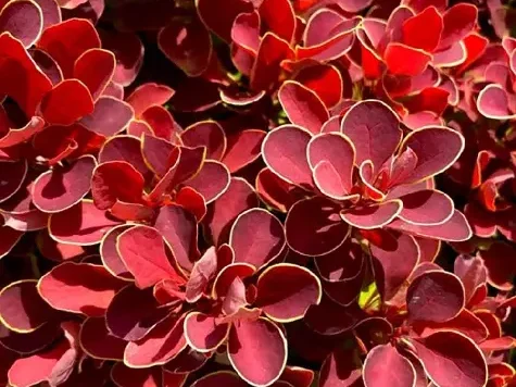 Berberis p19 30+ - imagine 1