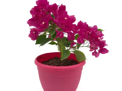 Bouganvillea ( floare de hartie) p 15 gr - imagine 1