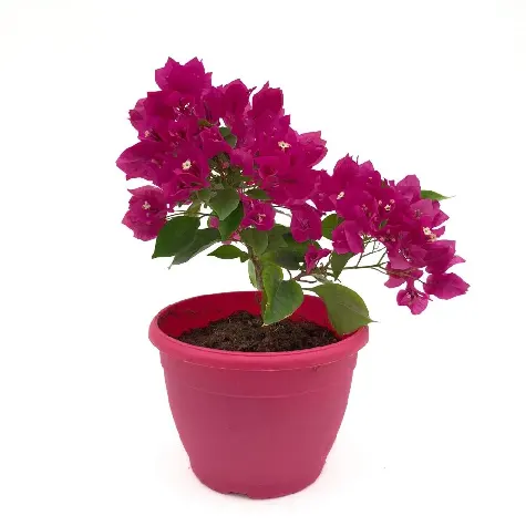 bouganvillea-floare-de-hartie-p-15gr