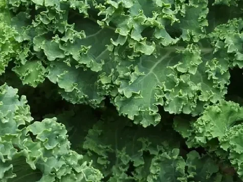 Brassica oleracea botrytis green calabrese am - imagine 1