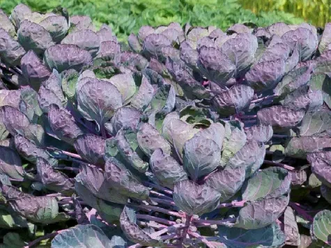 Brussels sprout - rubine - imagine 1