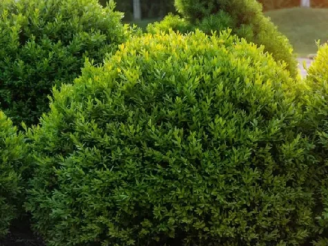 Buxus sempervirens - 120-130 ball c375 replantat - imagine 1
