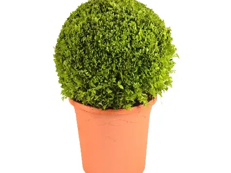 Buxus sempervirens - 60-65 cm ball rb - imagine 1