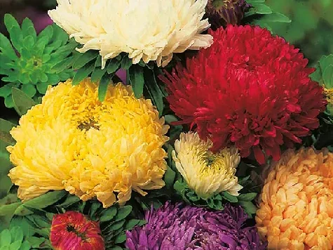 Callistephus chinensis duchess mix am - imagine 1