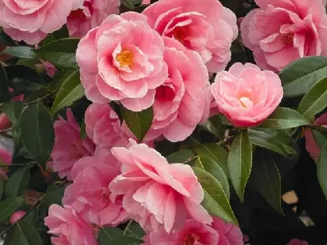 Camelia japonica p19 gr - imagine 1