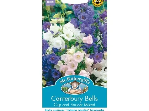 Campanula cantenbury bells cup and sauce am - imagine 1