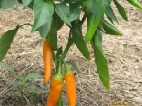 Capsicum annuum bulgarian carrot (hot) am - imagine 1