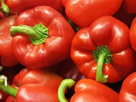 Capsicum annuum california wonder am - imagine 1