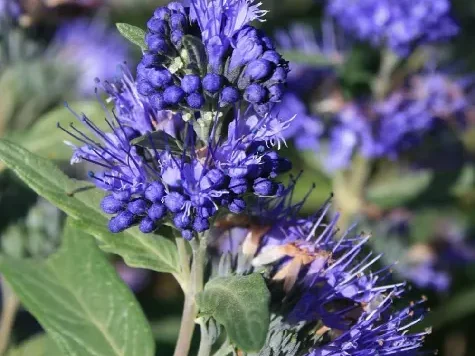 Caryopteris heavenly blue 40-70 cm - imagine 1