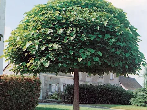 Catalpa Bungei - 225cmst 10-12cm c25 * - imagine 1