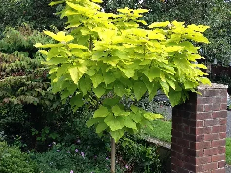 Catalpa Bignoionides Aurea Q16-18CM HU - imagine 1