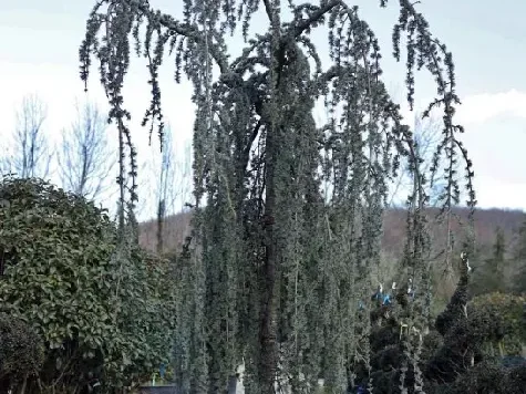 Cedrus atlantica glauca pendula 225-250 cm - imagine 1