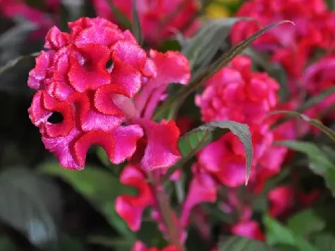 Celosia f1 trandafir - rosa - imagine 1