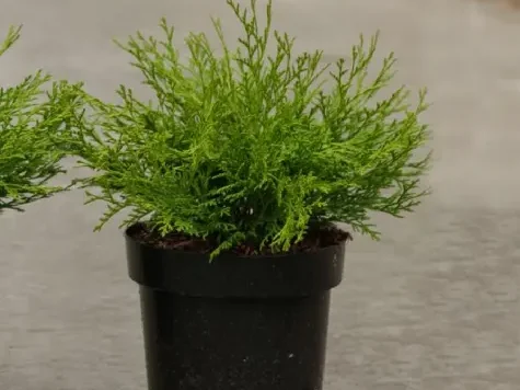 Chiparos - chamaecyparis o. kamarachiba replantat * - imagine 1