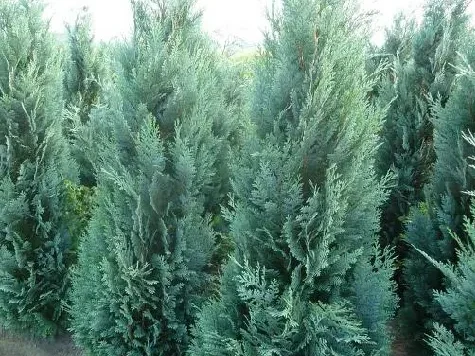 Chiparos - chamaecyparis l. columnaris - 175-200 cm rb - imagine 1