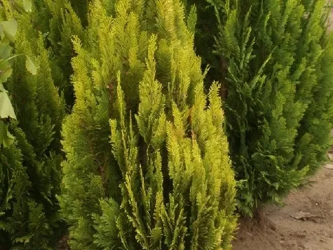 Chiparos - chamaecyparis lawsoniana gold 175-200 cm - imagine 1