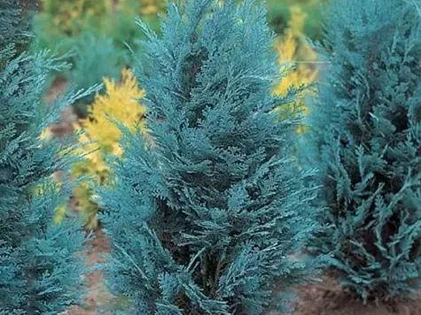 Chiparos - chamaecyparis l. van pelts blue - p13 20-30cm - imagine 1