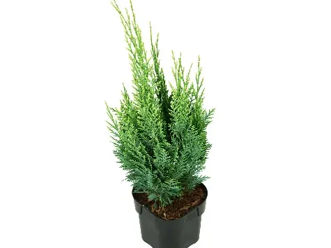 Chiparos - chamaecyparis i. sunkist p19 25-30 cm - imagine 1