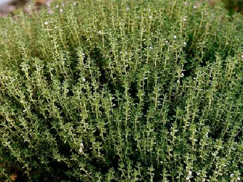 Cimbru - thymus p17 gr - imagine 1