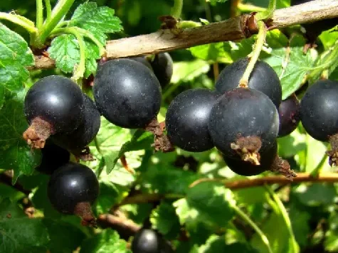 Coacaz - ribes nidrigolaria josta p19 90cm - imagine 1