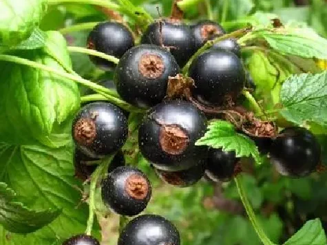 Coacaz - ribes nigrum jonkherr van tets p23 - imagine 1