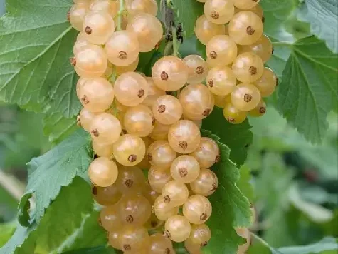Coacaz - ribes rubrum white hollander ghiveci 5 l - imagine 1