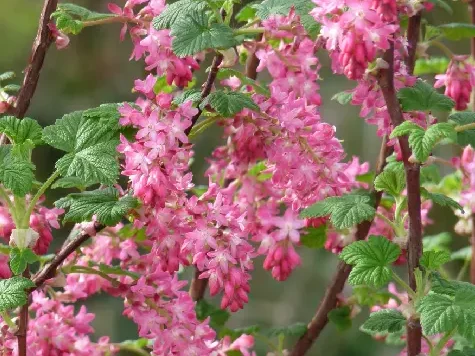 Coacaz - ribes sanguineum king edward VII - p19 50-60 cm - imagine 1