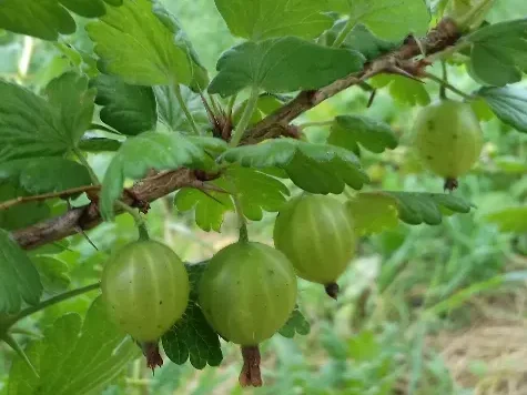 Coacaz - ribes uva crispa hinnonmocki grun p19 90cm - imagine 1