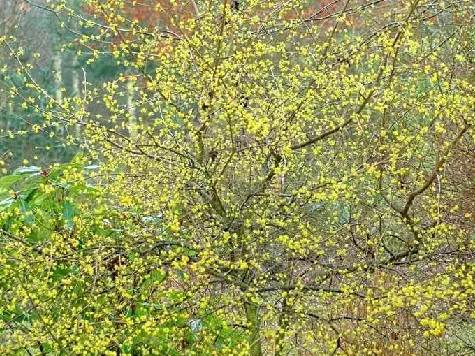 Cornus mas - imagine 1