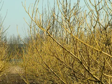 Cornus seri. flaviramea - imagine 1