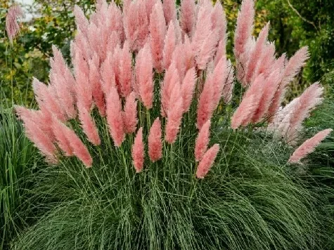 Cortaderia selloana - pampas pink am - imagine 1