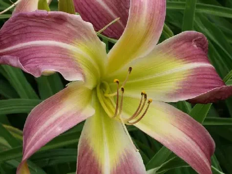 Crin hemerocallis spider - imagine 1