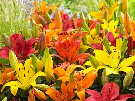 Crin mix p19 - imagine 1