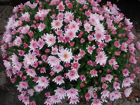 Crizantema - chrysanthemum p 13 cal.I - imagine 1