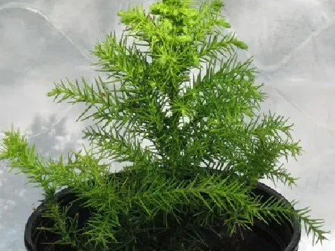 Cryptomeria japonica monstrosa nana p19 25-30 cm - imagine 1