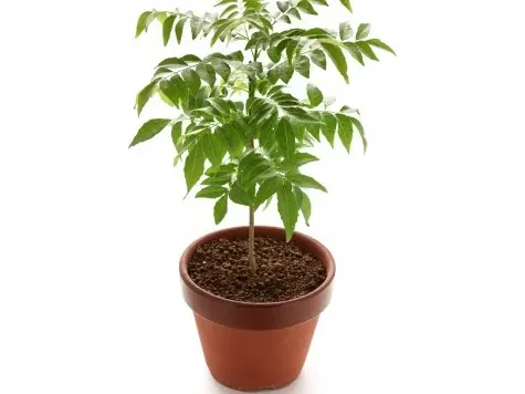 Curry - kari comestibil