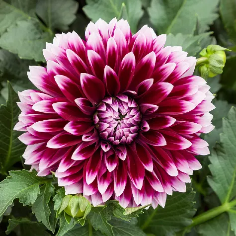dahlia-maxi-p17